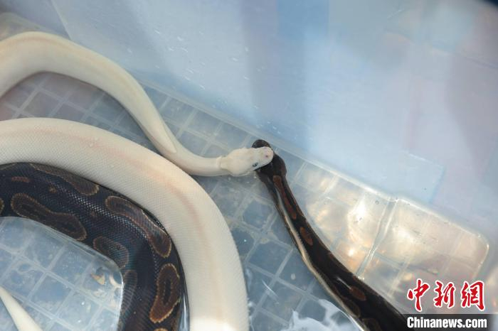 白球蟒和原色球蟒一起泡药浴。　陈怡婷 摄