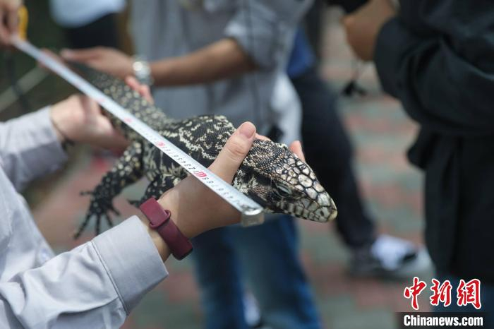 饲养员为两栖类爬行动物体检。　陈怡婷 摄