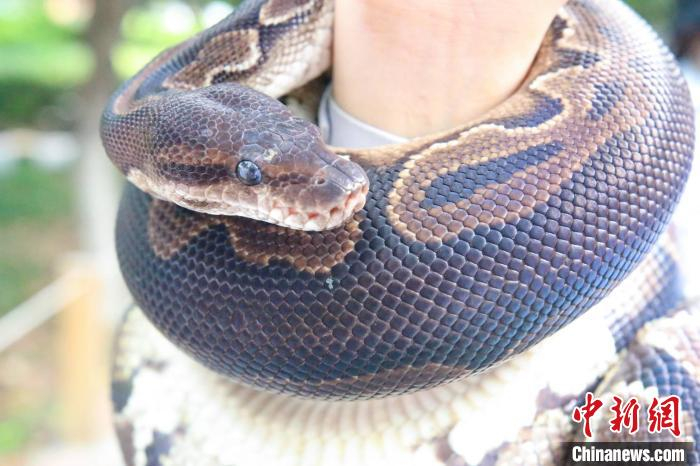 原色球蟒性情温和。　陈怡婷 摄