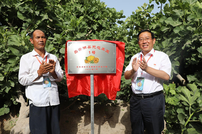 岳普湖县县委书记曲连东为获得一等奖的无花果王揭牌。央广网发