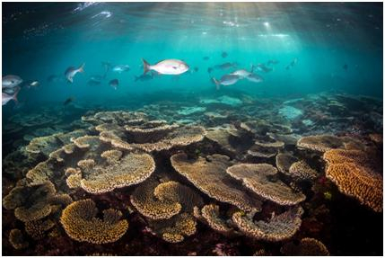 大堡礁是世界上最大的珊瑚礁系统。图源：Ocean Image Bank