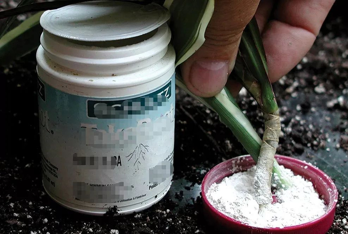 植物花卉扦插简易学习教程,快速培育新盆栽的好方法