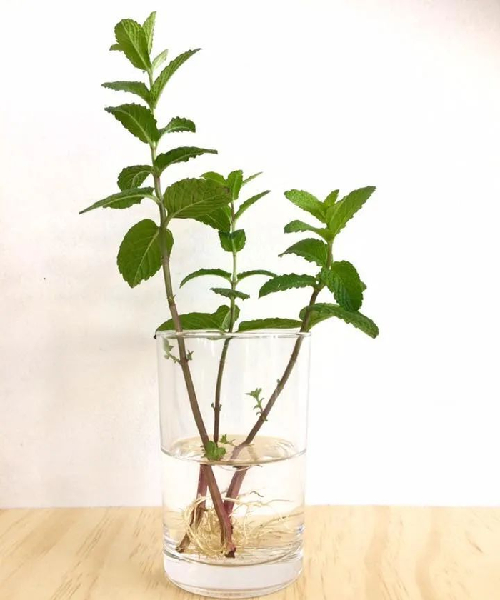 植物花卉扦插简易学习教程,快速培育新盆栽的好方法