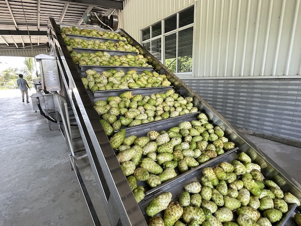 诺丽果加工现场。央广网记者 蔡文娟 摄