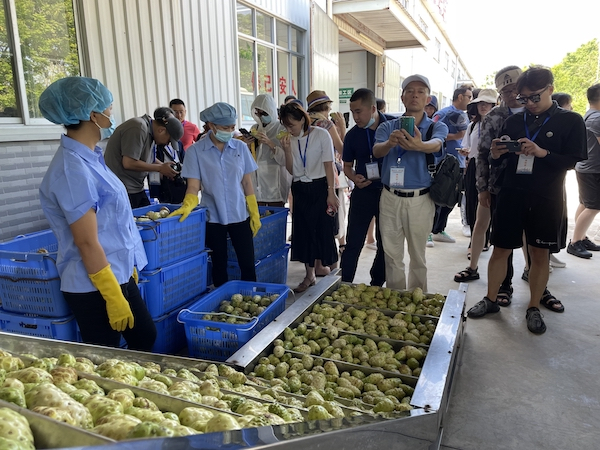 诺丽果加工现场。央广网记者 蔡文娟 摄