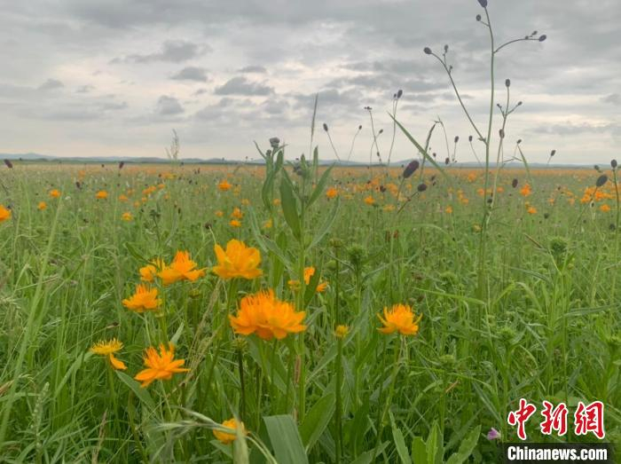 图为大朵绽放的金莲花。　奥蓝 摄