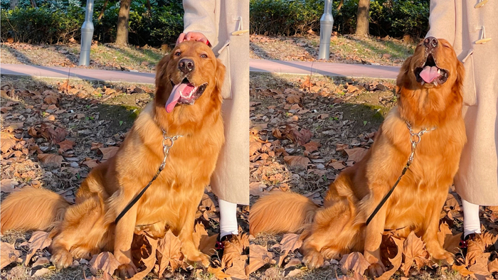 陈女士在其微博分享的Siri照片，图片由陈女士提供