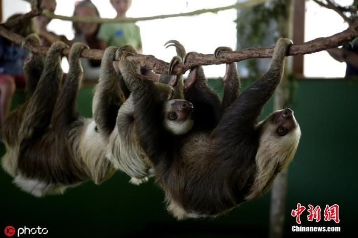 资料图：树懒庇护所里，树懒挂在爬架上玩耍。 图片来源：东方IC 版权作品 请勿转载