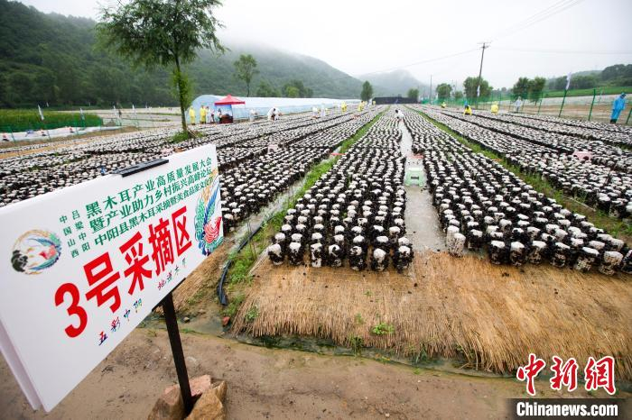 黑木耳产业已成为中阳富民强县的农业特色产业。　张云 摄