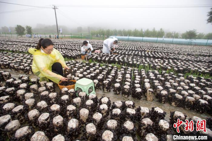 当天，黑木耳采摘活动。　张云 摄