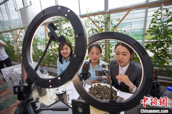 在木耳采摘现场，“主播”们纷纷在大棚里直播带货。　张云 摄