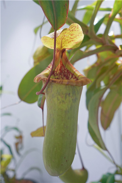 图说：葫芦猪笼草×辛布亚猪笼草×截叶猪笼草 来源/采访对象提供（下同）