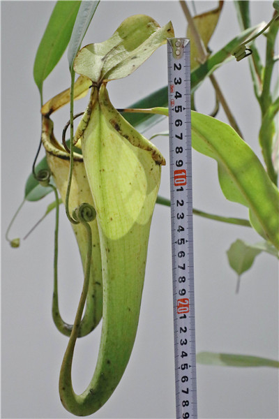 图说：博斯基猪笼草×美琳猪笼草