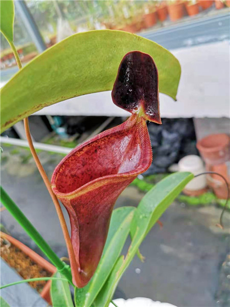 图说：劳氏猪笼草×钟花猪笼草