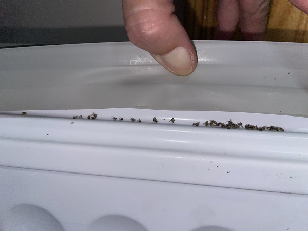 图说：封条里的虫尸体