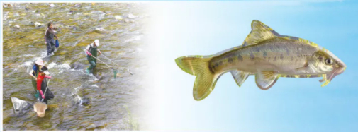 左上：中科院昆明动物研究所科研人员在进行野外搜寻。右上：滇池金线鲃特写。中科院昆明动物研究所供图