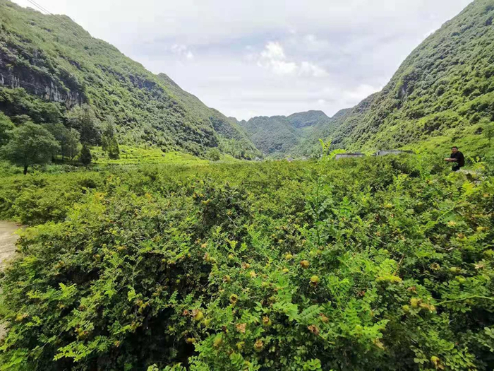 贵州六盘水市水城县野钟乡种植的刺梨（央广网发 张翼晶 摄）
