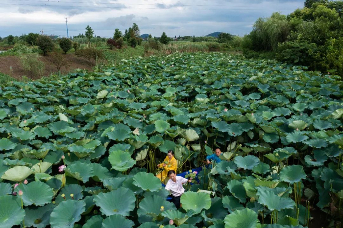 东林镇泉心村河池港里，村民在荷塘内采摘莲蓬、荷花（无人机照片）。新华社记者徐昱摄