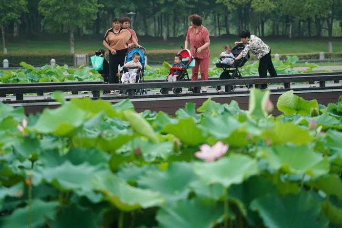 荷花盛开引游人。新华社记者季春鹏摄