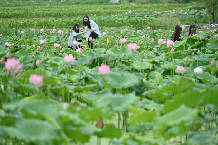 游客在建宁县濉溪镇大源村莲田游览。新华社记者宋为伟摄
