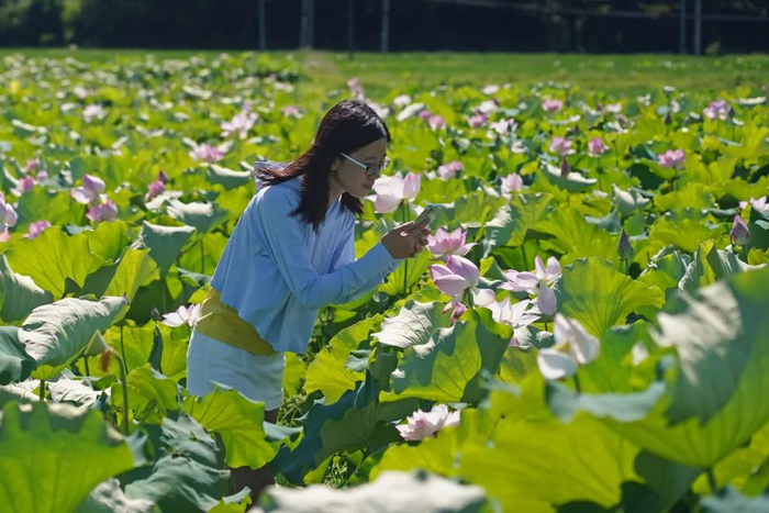 游客在江西省广昌县甘竹镇答田村的荷塘里欣赏盛开的荷花。新华社记者万象摄