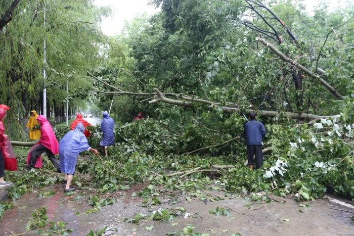 ▲工作人员对树木进行清理。图/郑州大学官方微信