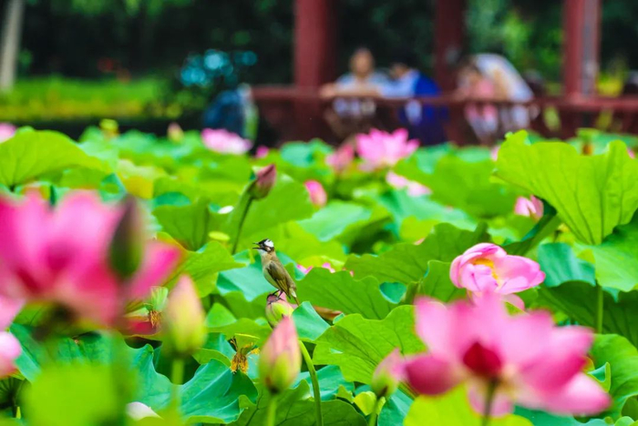 河南省南阳市月季公园荷花塘，一只鸟在花苞上停歇。新华社发（高嵩摄）