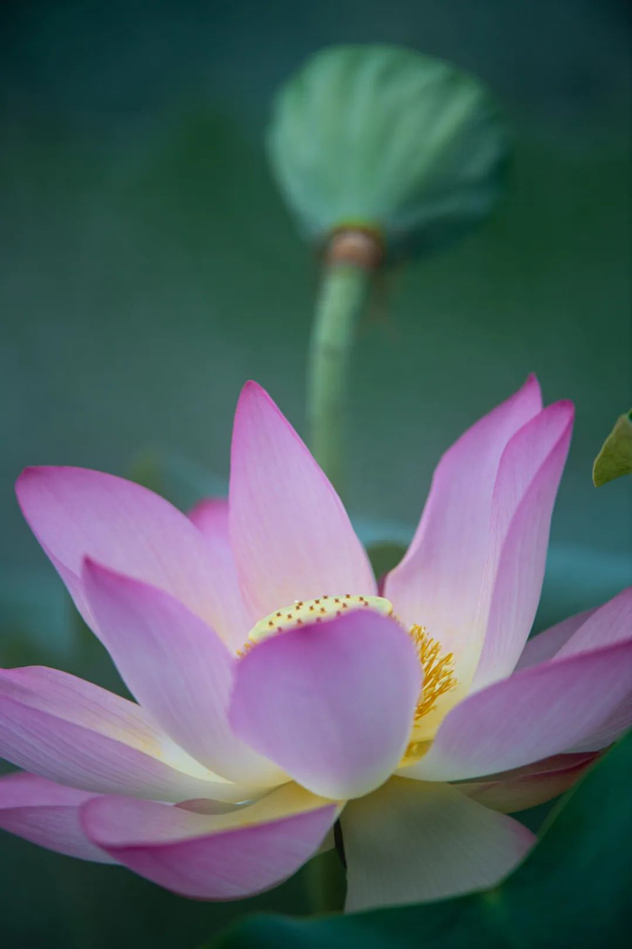 这是在澳门龙环葡韵内拍摄的荷花。新华社记者张金加摄