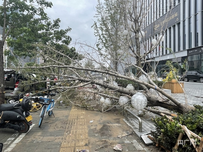 路边倒下的景观树（记者管昕 摄）