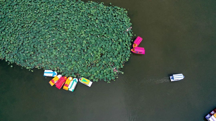 游客在安龙县十里荷塘乘船游玩（无人机照片）。新华社发（刘朝富摄）