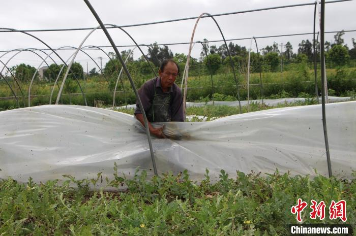 浙江台州温岭箬横农户卸膜固棚。　江文辉 摄