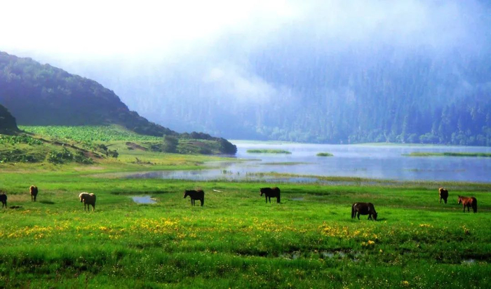 云南省林业和草原局 供图