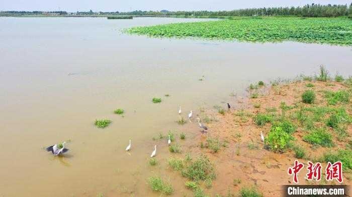 鸟儿在南宫湖湿地公园嬉戏。　田威 摄