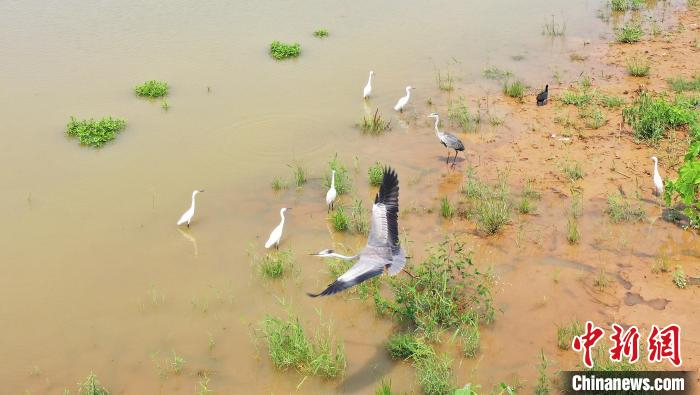 鸟儿在南宫湖湿地公园飞翔。　田威 摄