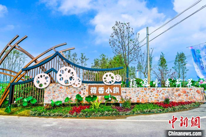 丰乐荷花基地一隅。　肥西县委宣传部供图