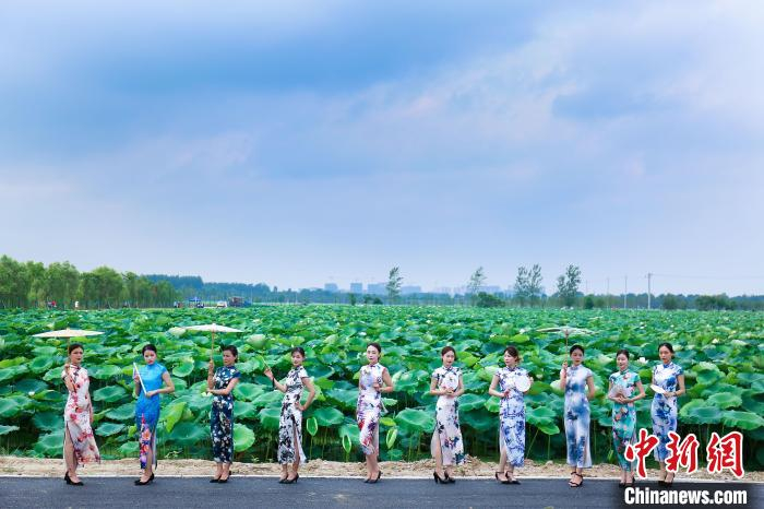 游客身穿旗袍在丰乐荷花基地拍照留念。　肥西县委宣传部供图