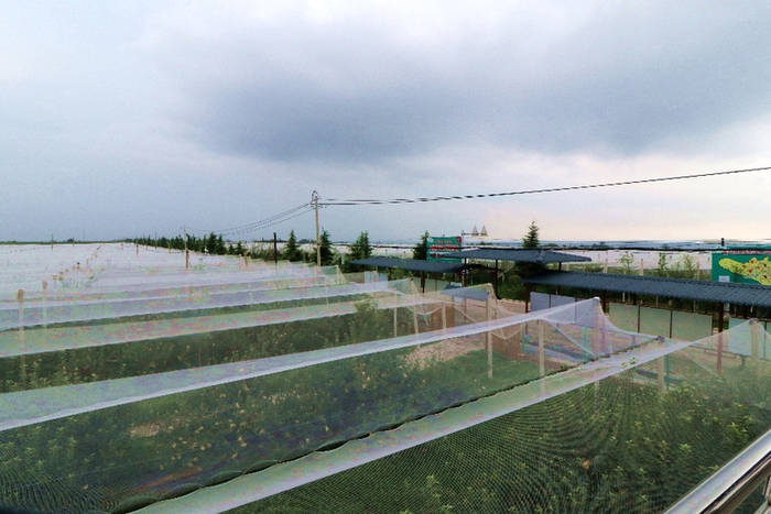 黄陵县隆坊镇千亩标准化示范园。（照片由黄陵县县委办公室提供）