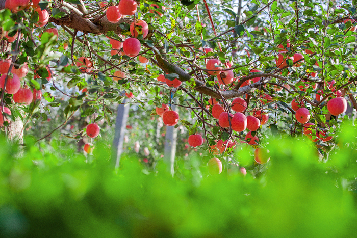 黄陵县阿党镇唐呼村京东果园。（照片由黄陵县县委办公室提供）