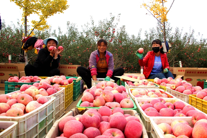 黄陵县隆坊镇上官村苹果喜获丰收。（照片由黄陵县县委办公室提供）