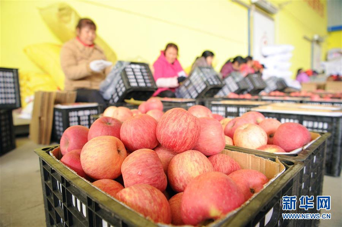 　　资料图：在延安市黄陵县隆坊镇上官村，工作人员在分拣苹果。新华社发（张博文摄）
