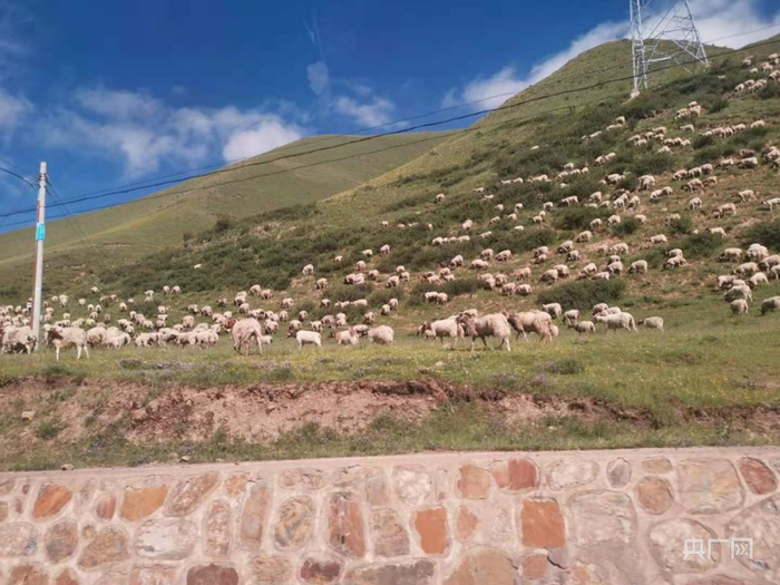 漫山遍野的牛羊（总台央广记者 陈怡 摄）