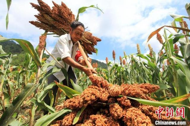 上安村村民收获高粱。 郑浙文 摄 