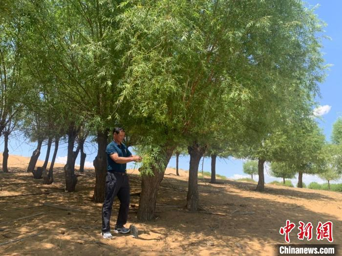 图为乌兰达来走在自己亲手栽种的绿荫下。　奥蓝 摄