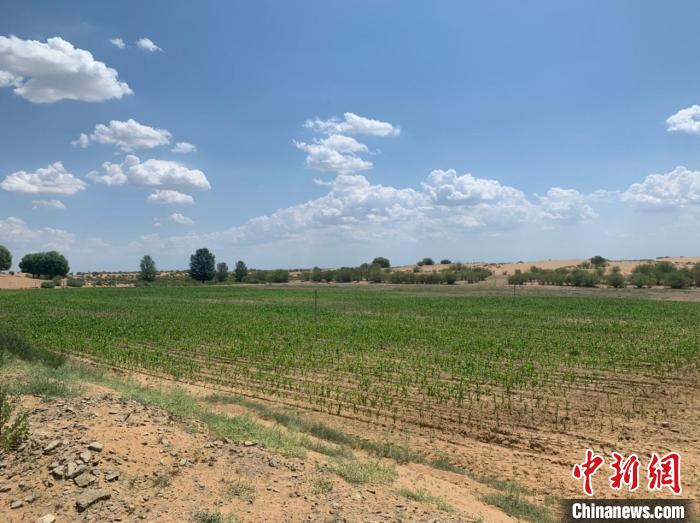 图为为牛羊种的“口粮”。　奥蓝 摄