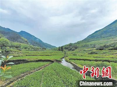 上安村村景。 章卫平 摄