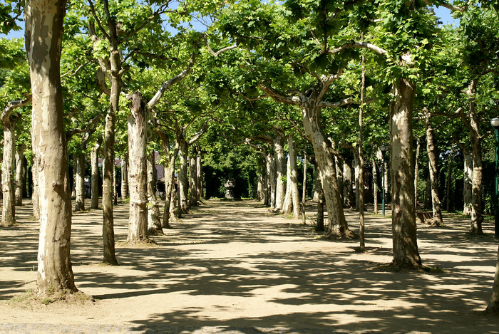 梧桐林Flickr/Picasa图