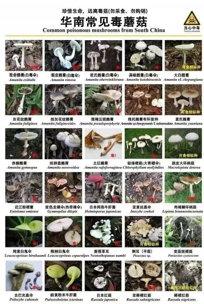 华南常见毒蘑菇。通讯员供图
