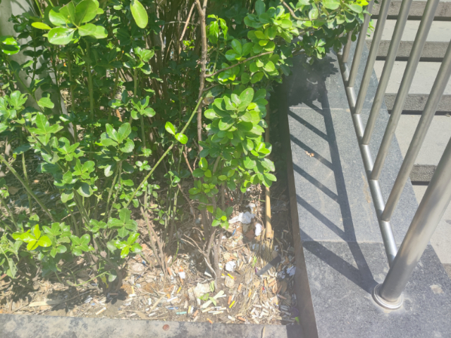 地铁东单站外灌木丛中的烟头