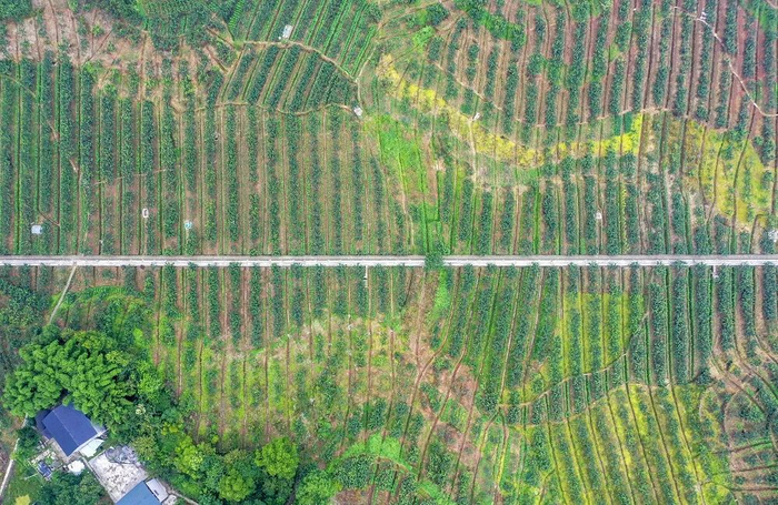 巴南区二圣镇集体村产业振兴 冯亚宏摄