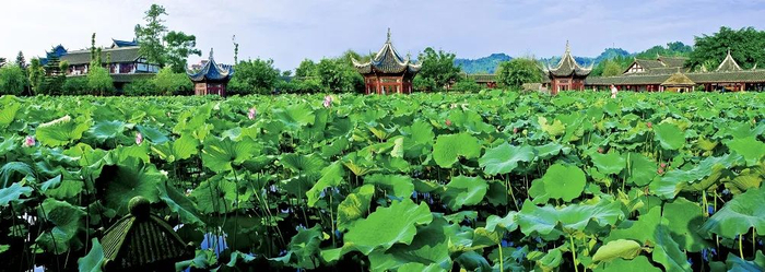 大足荷花山庄荷莲景观 市农业农村委供图